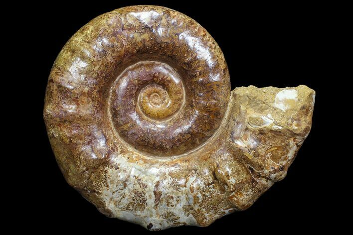 Jurassic Ammonite Fossil - Madagascar #77647